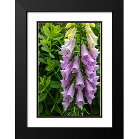 Foxglove in Somesville-Maine-USA Black Modern Wood Framed Art Print with Double Matting by Haney, Chuck