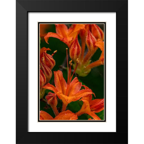 Tangerine Delight Azalea flowers in Northeast Harbor-Maine-USA Black Modern Wood Framed Art Print with Double Matting by Haney, Chuck