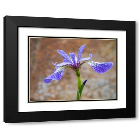 Maine Wild Iris-Schoodic Point-Schoodic Peninsula-Acadia National Park Black Modern Wood Framed Art Print with Double Matting by Eggers, Julie