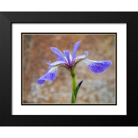 Maine Wild Iris-Schoodic Point-Schoodic Peninsula-Acadia National Park Black Modern Wood Framed Art Print with Double Matting by Eggers, Julie