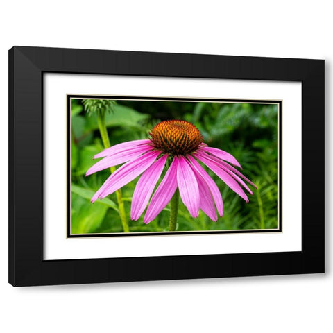 Boothbay Harbor-Maine-USA Coastal Maine Botanical Garden Black Modern Wood Framed Art Print with Double Matting by Horton, Janet