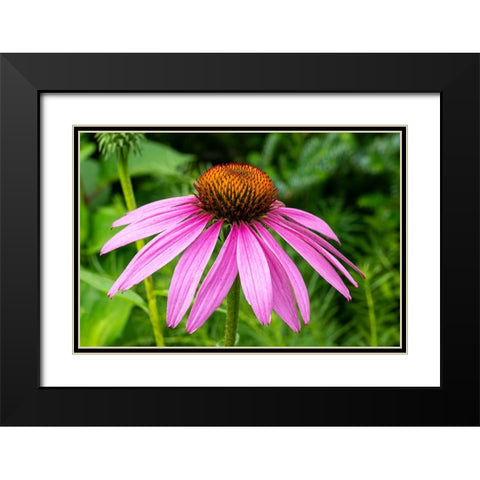 Boothbay Harbor-Maine-USA Coastal Maine Botanical Garden Black Modern Wood Framed Art Print with Double Matting by Horton, Janet