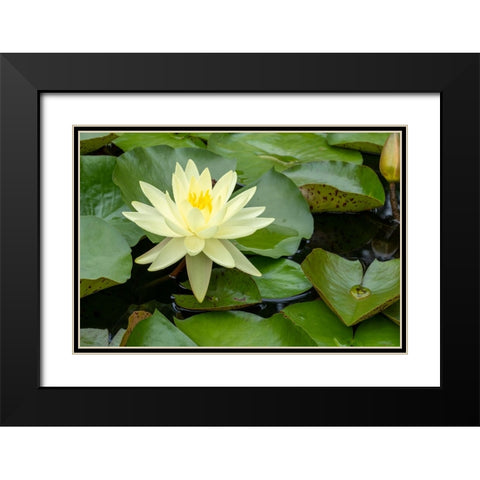 Boothbay Harbor-Maine-USA Coastal Maine Botanical Gardens Yellow Water Lily (Nymphea Mexicana) Black Modern Wood Framed Art Print with Double Matting by Horton, Janet