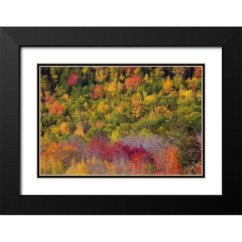 Maine Fall foliage in Acadia National Park Black Modern Wood Framed Art Print with Double Matting by Wells, Joanne