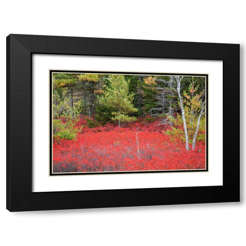 Maine Red blueberry bushes in Acadia National Park Black Modern Wood Framed Art Print with Double Matting by Wells, Joanne