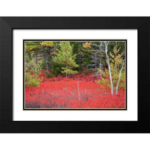 Maine Red blueberry bushes in Acadia National Park Black Modern Wood Framed Art Print with Double Matting by Wells, Joanne