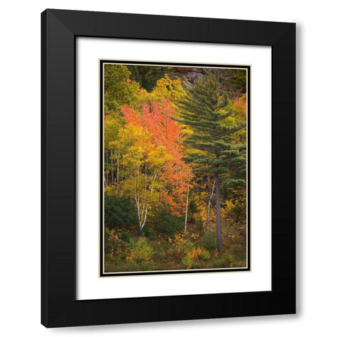 Maine Fall foliage in Acadia National Park Black Modern Wood Framed Art Print with Double Matting by Wells, Joanne