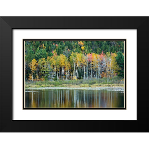 Maine Fall reflections at Beaver Dam Pond in Acadia National Park Black Modern Wood Framed Art Print with Double Matting by Wells, Joanne