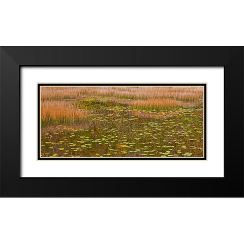 USA-New England-Maine-Mt-Desert Island-Acadia National park with lily pads in small pond with golde Black Modern Wood Framed Art Print with Double Matting by Gulin, Sylvia