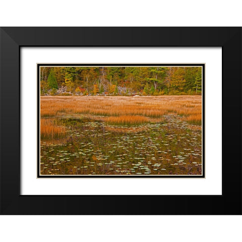 USA-New England-Maine-Mt-Desert Island-Acadia National park with lily pads in small pond with golde Black Modern Wood Framed Art Print with Double Matting by Gulin, Sylvia