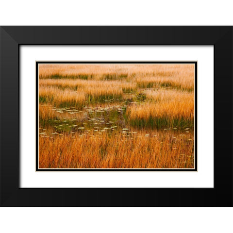 USA-New England-Maine-Mt-Desert Island-Acadia National park with lily pads in small pond with golde Black Modern Wood Framed Art Print with Double Matting by Gulin, Sylvia