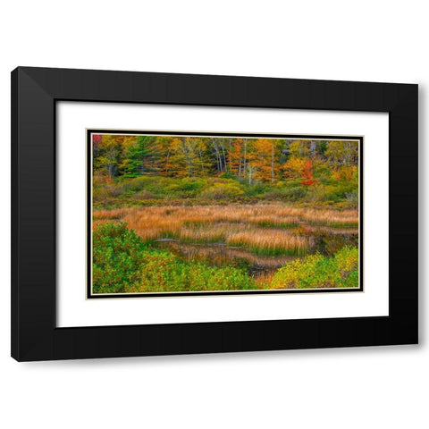 USA-New England-Maine-Mt-Desert Island-Acadia National park with lily pads in small pond with golde Black Modern Wood Framed Art Print with Double Matting by Gulin, Sylvia