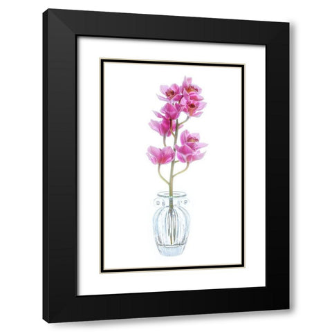 Maryland-Bethesda Flowers Black Modern Wood Framed Art Print with Double Matting by Looney, Hollice