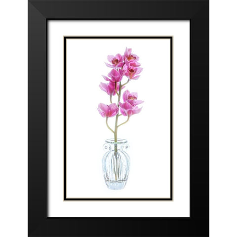 Maryland-Bethesda Flowers Black Modern Wood Framed Art Print with Double Matting by Looney, Hollice