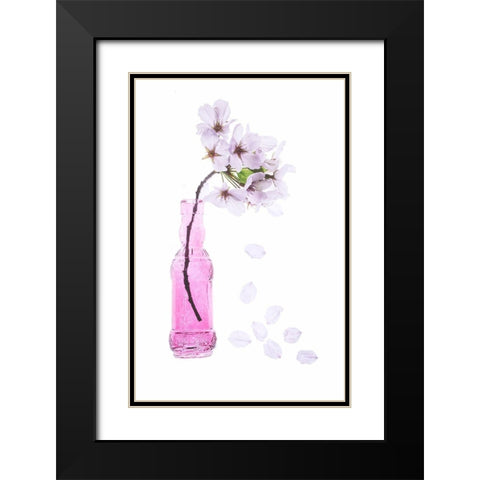 Maryland-Bethesda Pink vase with cherry blossoms Black Modern Wood Framed Art Print with Double Matting by Looney, Hollice