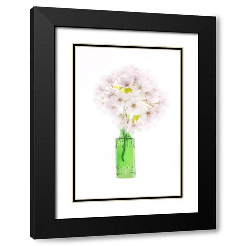 Maryland-Bethesda Green vase with cherry blossoms Black Modern Wood Framed Art Print with Double Matting by Looney, Hollice
