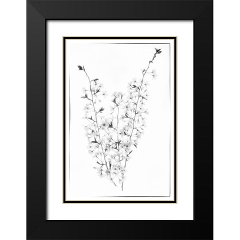 Maryland-Bethesda Cherry blossoms in black and white Black Modern Wood Framed Art Print with Double Matting by Looney, Hollice