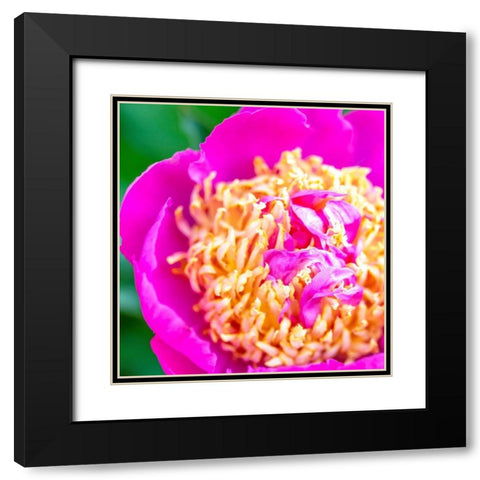 Maryland-Bethesda Springtime flower Black Modern Wood Framed Art Print with Double Matting by Looney, Hollice