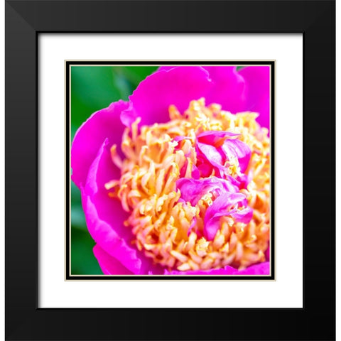 Maryland-Bethesda Springtime flower Black Modern Wood Framed Art Print with Double Matting by Looney, Hollice