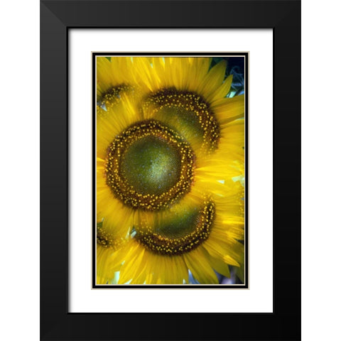 Massachusetts, Abstract of sunflowers Black Modern Wood Framed Art Print with Double Matting by Noble Gardner, Nancy
