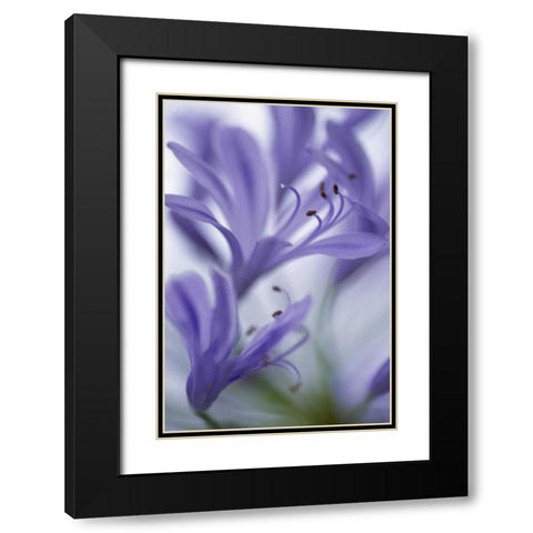 Massachusetts Detail of agapanthus flower Black Modern Wood Framed Art Print with Double Matting by Noble Gardner, Nancy