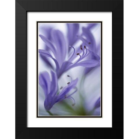 Massachusetts Detail of agapanthus flower Black Modern Wood Framed Art Print with Double Matting by Noble Gardner, Nancy