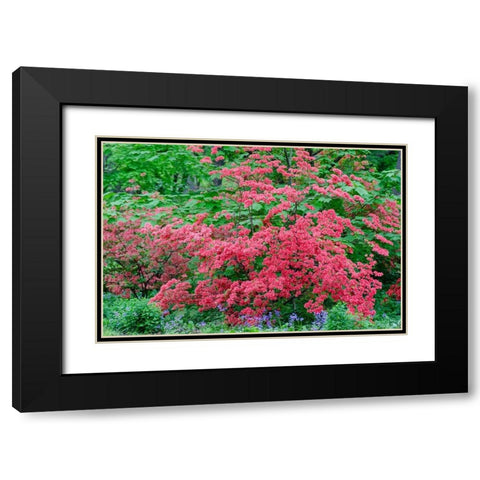 Pink Azalea Bush at Arnold Arboretum heralds springtime Black Modern Wood Framed Art Print with Double Matting by Garber, Howie
