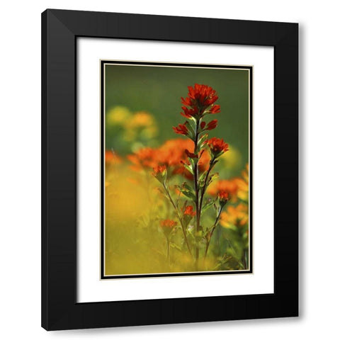 MI, Drummond Island, Red Indian paintbrush Black Modern Wood Framed Art Print with Double Matting by Carlson, Mark