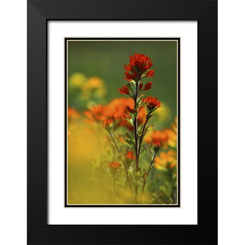 MI, Drummond Island, Red Indian paintbrush Black Modern Wood Framed Art Print with Double Matting by Carlson, Mark