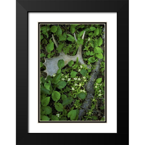 MI, Isle Royale NP, Moose antler in bunchberry Black Modern Wood Framed Art Print with Double Matting by Carlson, Mark