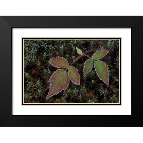 MI, Blackberry bramble leaves and hair cap moss Black Modern Wood Framed Art Print with Double Matting by Carlson, Mark