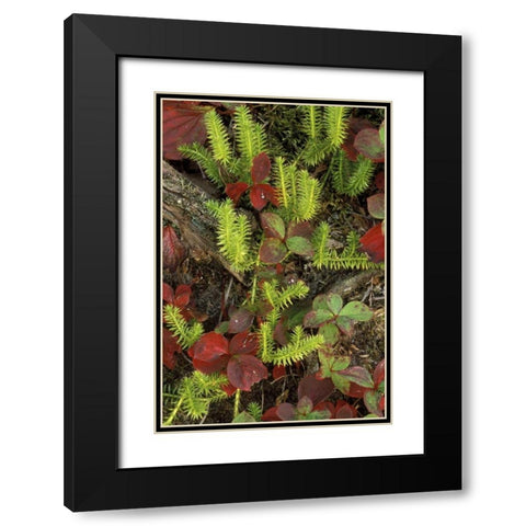 MI, Upper Peninsula, Club moss and bunchberry Black Modern Wood Framed Art Print with Double Matting by Carlson, Mark