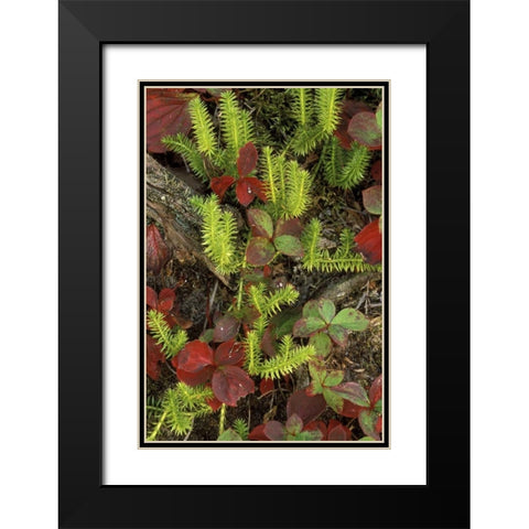 MI, Upper Peninsula, Club moss and bunchberry Black Modern Wood Framed Art Print with Double Matting by Carlson, Mark