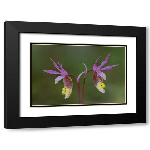 Michigan, Upper Peninsula, Calypso orchids Black Modern Wood Framed Art Print with Double Matting by Carlson, Mark