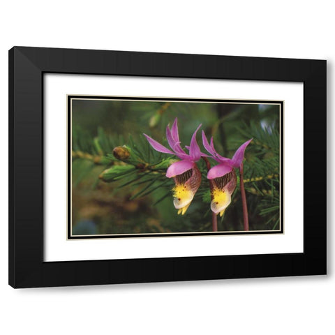 MI, Pair of calypso orchids by a balsam fir Black Modern Wood Framed Art Print with Double Matting by Carlson, Mark