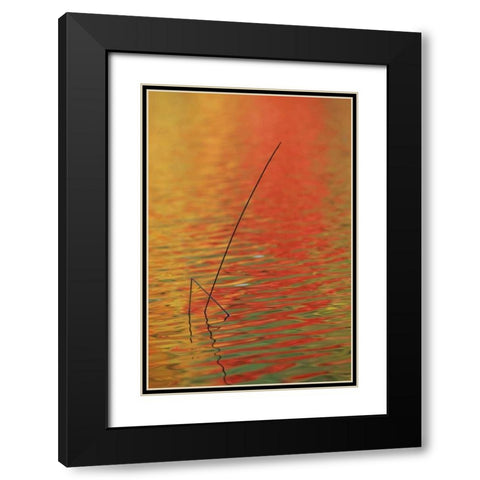 MI, Upper Peninsula, Two lake reeds in autumn Black Modern Wood Framed Art Print with Double Matting by Carlson, Mark
