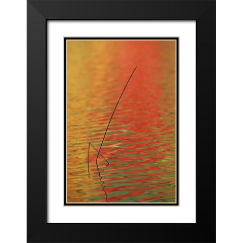 MI, Upper Peninsula, Two lake reeds in autumn Black Modern Wood Framed Art Print with Double Matting by Carlson, Mark