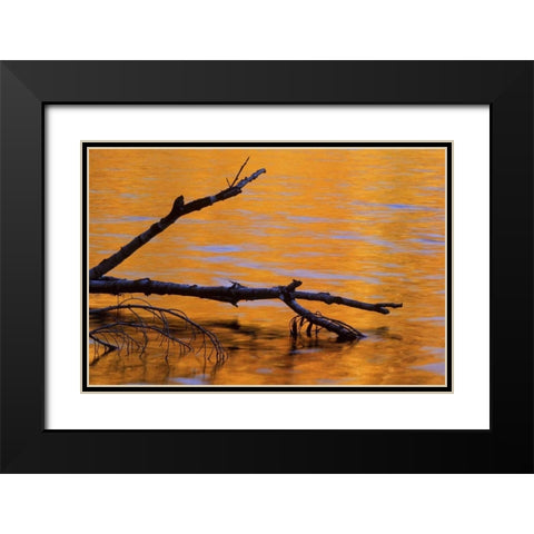 MI, Fallen birch snag in fall reflected in lake Black Modern Wood Framed Art Print with Double Matting by Carlson, Mark