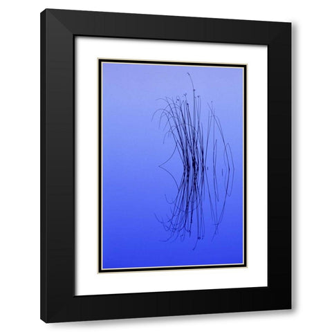 MI, Cluster of soft rushes reflects in a lake Black Modern Wood Framed Art Print with Double Matting by Carlson, Mark