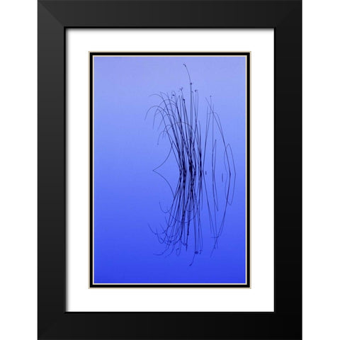 MI, Cluster of soft rushes reflects in a lake Black Modern Wood Framed Art Print with Double Matting by Carlson, Mark