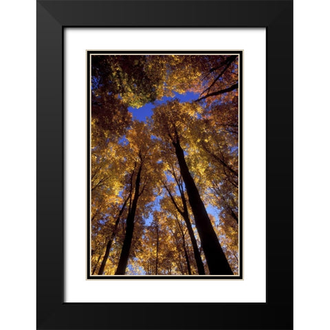 MI, Looking up at blue sky through sugar maples Black Modern Wood Framed Art Print with Double Matting by Carlson, Mark