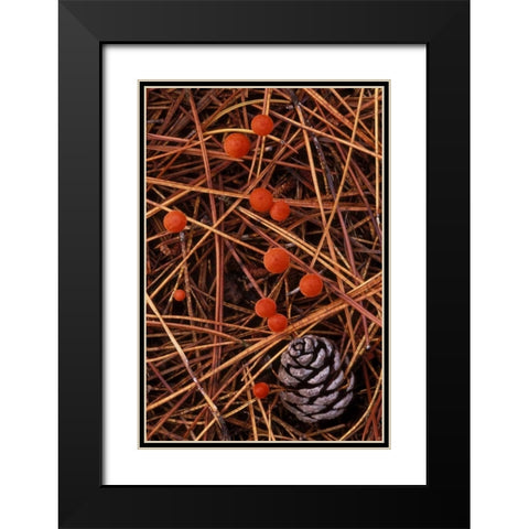 MI, Vermilion hygrophorus mushrooms Black Modern Wood Framed Art Print with Double Matting by Carlson, Mark