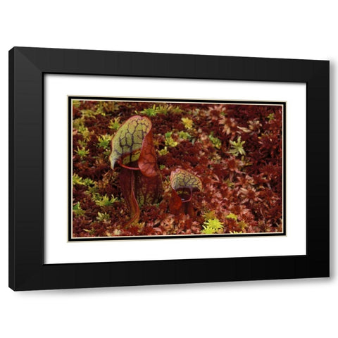 MI, Northern pitcher plants in sphagnum in autumn Black Modern Wood Framed Art Print with Double Matting by Carlson, Mark