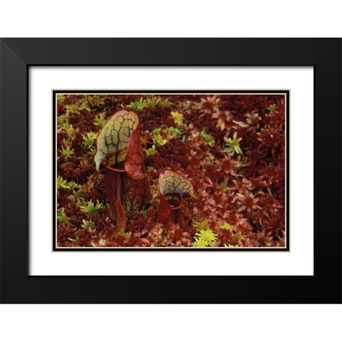 MI, Northern pitcher plants in sphagnum in autumn Black Modern Wood Framed Art Print with Double Matting by Carlson, Mark