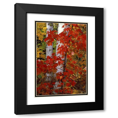 MI, White paper birch with maple trees in Autumn Black Modern Wood Framed Art Print with Double Matting by Carlson, Mark