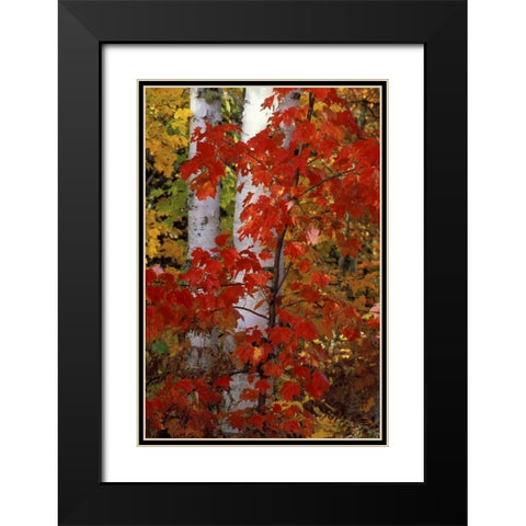 MI, White paper birch with maple trees in Autumn Black Modern Wood Framed Art Print with Double Matting by Carlson, Mark