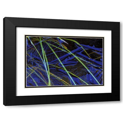 MI, Upper Peninsula, Sedge leaves under thin ice Black Modern Wood Framed Art Print with Double Matting by Carlson, Mark