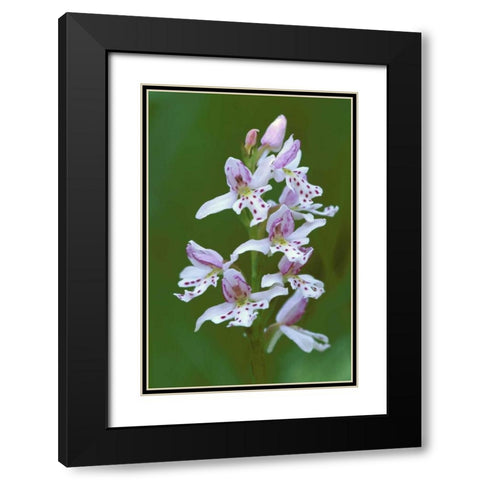 MI, Upper Peninsula, Small round-leafed orchis Black Modern Wood Framed Art Print with Double Matting by Carlson, Mark
