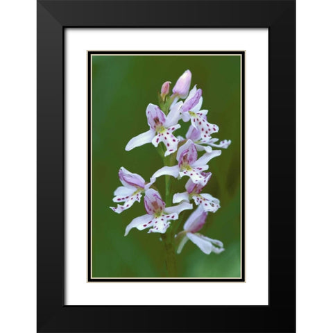 MI, Upper Peninsula, Small round-leafed orchis Black Modern Wood Framed Art Print with Double Matting by Carlson, Mark
