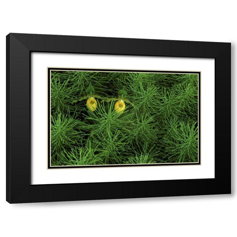 MI, Yellow ladys slipper orchids amid horsetail Black Modern Wood Framed Art Print with Double Matting by Carlson, Mark